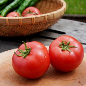 夏野菜セット 万願寺とうがらし１ｋｇとトマト２ｋｇ 化粧箱入