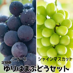 ぶどう 定期便 2kg ピオーネ シャインマスカット ゆりはま セット 果物 フルーツ | 27M