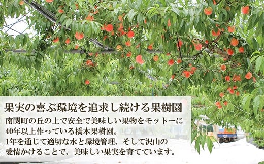南関町の丘の上で安全で美味しい果物を作っている橋本果樹園の桃をふんだんに使用