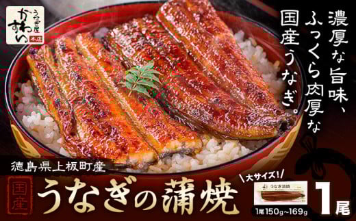 うなぎ屋かわすい 国産うなぎの蒲焼 1尾 (1尾150g-169g) 川口水産株式会社《30日以内に出荷予定(土日祝除く)》徳島県 上板町 鰻 うなぎ ウナギ 鰻の蒲焼き 蒲焼 蒲焼き 国産 k-10