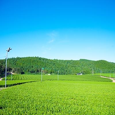 ふるさと納税 水俣市 ぐりぐり園の人気シリーズ　4種類のセット |  | 01