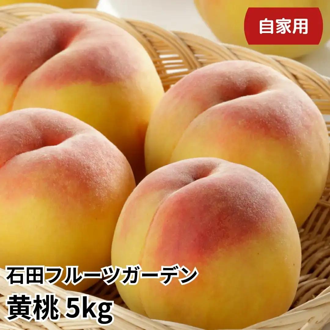 先行予約 黄桃 自家用 5kg程度 令和8年産 新潟県 黄桃 石田フルーツガーデン