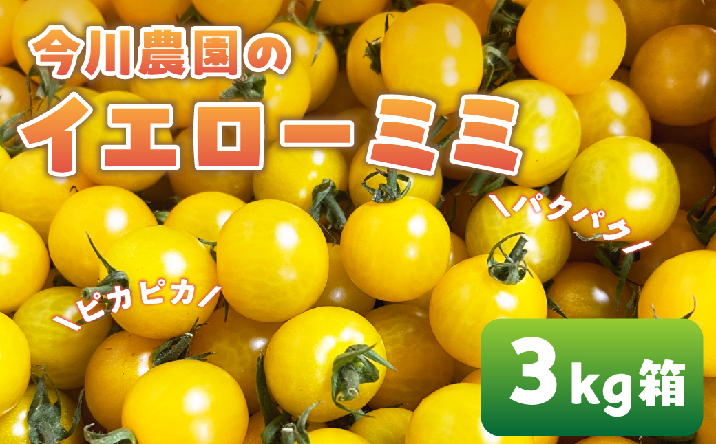 【ふるさと納税】【先行予約】今川農園のミニトマト イエローミミ 3kg 先行予約受付 期間限定 季節限定 野菜 国産 完熟 やさい フルーツ トマト 完熟 千果 ミニトマト イエロー プチトマト イエ