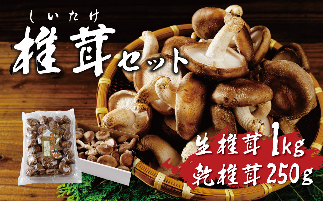 
            無農薬 無肥料 伊豆産 原木栽培の生・乾しいたけセット （生しいたけ 1kg・乾しいたけ 清助どんこ 300g）　【椎茸 キノコ 肉厚 シイタケ 乾燥 】　020-009
          