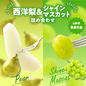 2025年 東根市産 シャインマスカット秀品＆西洋梨3kg詰め合わせ 山形県 東根市 　hi027-168-1（先行予約 令和7年産 山形県 東根市 果物 フルーツ ぶどう シャインマスカット 梨 西