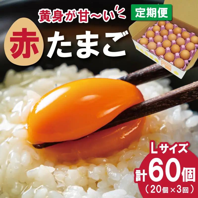 新鮮たまご 赤玉 Lサイズ 20個×3回 【定期便】中村養鶏場 ny4