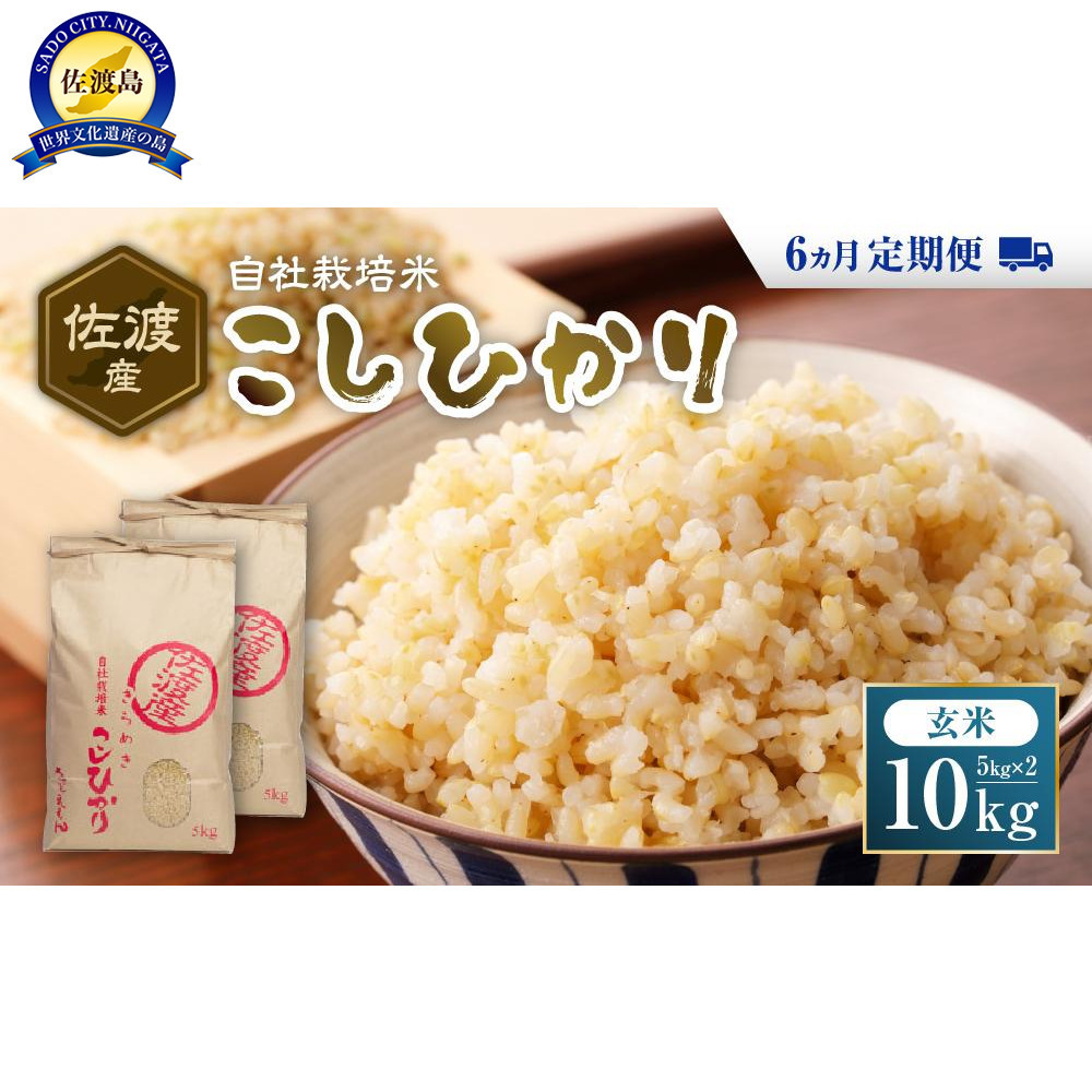 自社栽培米佐渡産こしひかり（玄米10kg）6カ月定期便