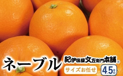 
                  ネーブル 約4.5kg/サイズおまかせ　※2027年1月中旬～2月上旬頃に順次発送予定(お届け日指定不可)　紀伊国屋文左衛門本舗　【sutb431D】
                