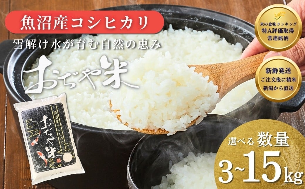 
                  【コシヒカリ】 令和7年産 魚沼産コシヒカリ 3kg 5kg 6kg 10kg 15kg 新潟県 新潟産コシヒカリ | 新潟産コシヒカリ JA魚沼 特A評価 魚沼産 | おぢや米 新潟県産コシヒカリ 新潟県産こしひかり 魚沼コシヒカリ お米 米 こしひかり 白米 精米 ブランド米 特A評価【0002-JA00SV00-01】
                