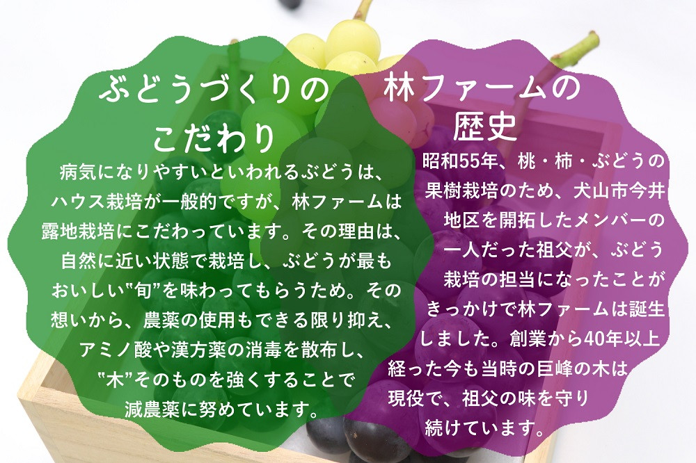 「あいちのぶどうコンテスト」で特選入賞した農家の作るぶどうです。