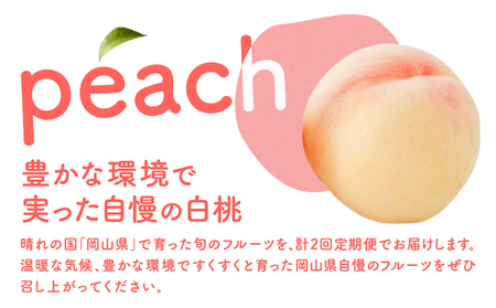 桃 白桃 もも フルーツ【先行予約】岡山の白桃2回コース 6玉(1.6kg以上)  株式会社山博 (中本青果)《1回目：2024年7月上旬から7月中旬発送予定2回目：2024年7月下旬から8月上旬発送