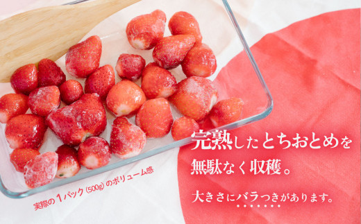 【 訳あり 】 冷凍いちご 2.5kg ( 500g x 5 ) 甘熟 完熟【 2025年4月ごろ発送予定 】【 凍眠冷凍 】 Ben‘ｓ Berry 【 いちご イチゴ 苺 とちおとめ 冷凍いちご 