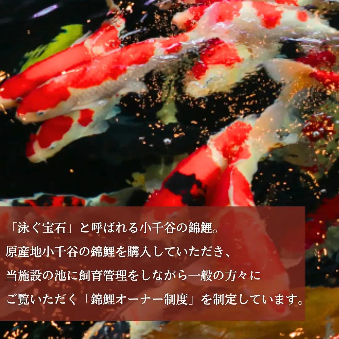 【錦鯉】錦鯉オーナー  サイズ50cm前後 | 新潟 錦鯉 オーナー