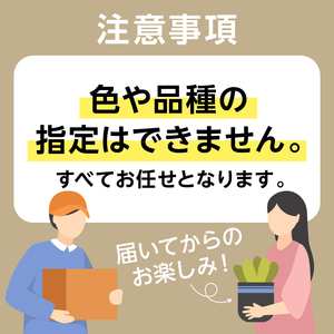 【思いやり型返礼品】《先行予約　数量限定　季節限定》高校生と福祉支援施設が協力して全国へお届けする　たくさんの愛が詰まった大鉢シクラメン (発送予定：2025年11月下旬～2025年12月上旬) mi