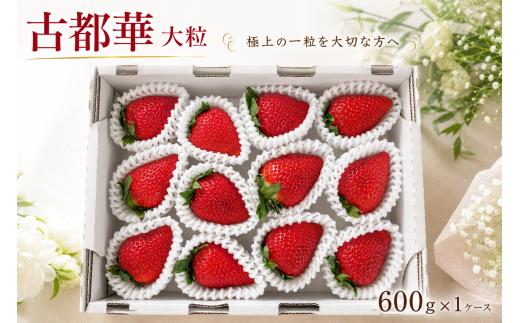 【2027年発送】いちご 古都華 ことか 先行予約 約600g×1ケース イチゴ 苺 大粒サイズ 超大粒 なくなり次第終了 フルーツ 果物 月 旬 産地 農場 直送 フレッシュ スイーツ スムージー  国産 ベリー strawberry berry 贈答用 贈り物 ギフト用 プレゼント 人気 ふるさと納税 ふるさと おすすめ 限定 奈良県 奈良市 なら ファーム和だや fwd008_R9