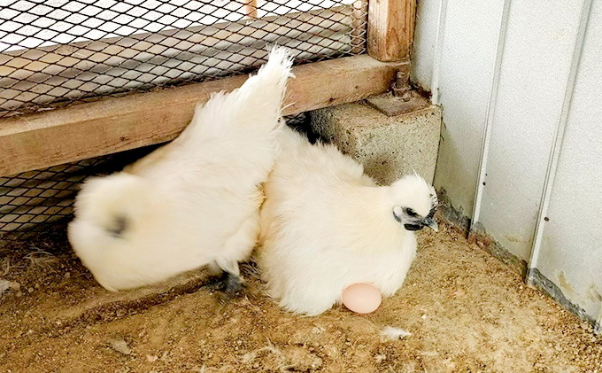 遠州の小京都 森町　平飼い烏骨鶏 卵　10個×12回コース