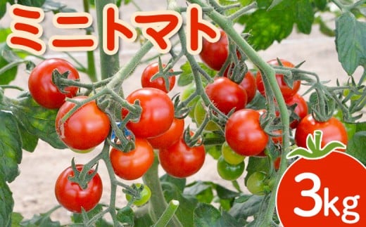 【先行受付】 ミニトマト ３kg ｜ オンライン 申請 ふるさと納税 北海道 新十津川 北海道産 ミニ トマト 甘い 濃厚 美味しい キャロル7 野菜 やさい 大容量 新十津川町【1200601】