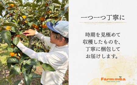 【先行予約】 梨のような食感！ Farm m&aの太秋柿 3L×6個 秀品 岐阜県 大野町（2025年10月中旬～発送）農家直送 果物 フルーツ 秋の味覚 柿 かき 太秋 たいしゅう