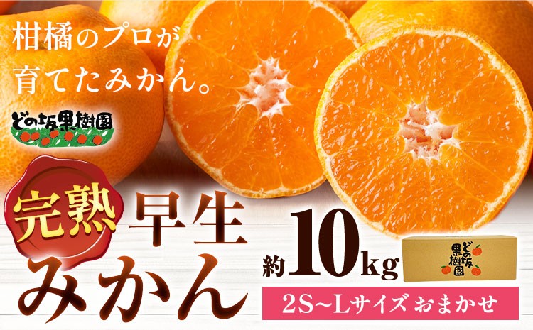
                  みかん 早生 みかん 約 10kg (2S～Lサイズ) どの坂果樹園《12月上旬-2027年2月上旬頃出荷》 和歌山県 日高町 みかん 早生 旬 柑橘 フルーツ 果物 蜜柑 ミカン 先行予約
                