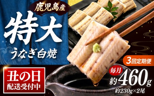 全3回定期便 鹿児島産うなぎ 白焼2尾セット ▼国産 鰻 ウナギ 白焼き 特大 本格 有頭  海鮮  定期便 桂川町/山水商事 [ADAH015]