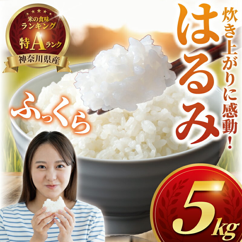 【ふるさと納税】 新米 先行予約 特Aランク 米 はるみ 5kg 令和7年 10月以降 順次発送 こめ 令和7年度産 甘い ツヤ キヌヒカリ コシヒカリ こしひかり しんまい kome ※ お米 白米 ご飯 ごはん 弁当 精米 ブランド米 農家直送 数量限定 産地直送 藤沢洋蘭 神奈川 湘南 藤沢