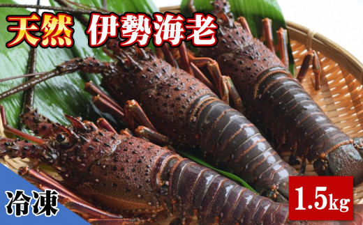 
【冷凍】 天然 伊勢海老 1.5kg（2～5尾） 黒潮町 ［1084］
