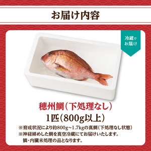 渡邊水産 穂州鯛（下処理なし）【A160】