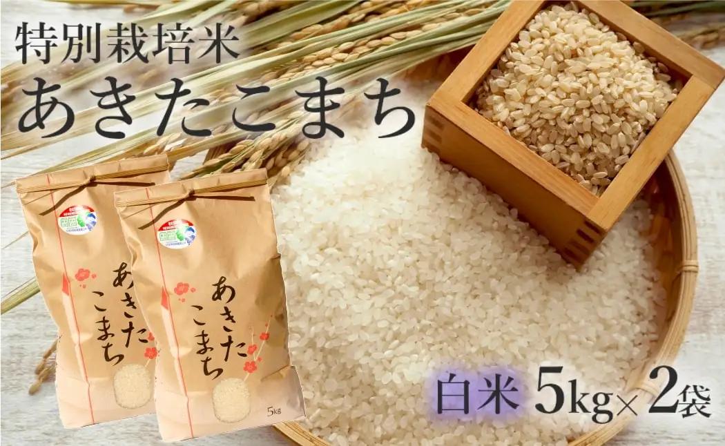 米 あきたこまち 10kg (5kg×2袋) 令和7年産 白米 精米 こめ お米 おこめ 令和7年 特別栽培米 産地直送 ご飯 ごはん 秋田こまち 秋田 秋田県 能代市 特別栽培 減農薬