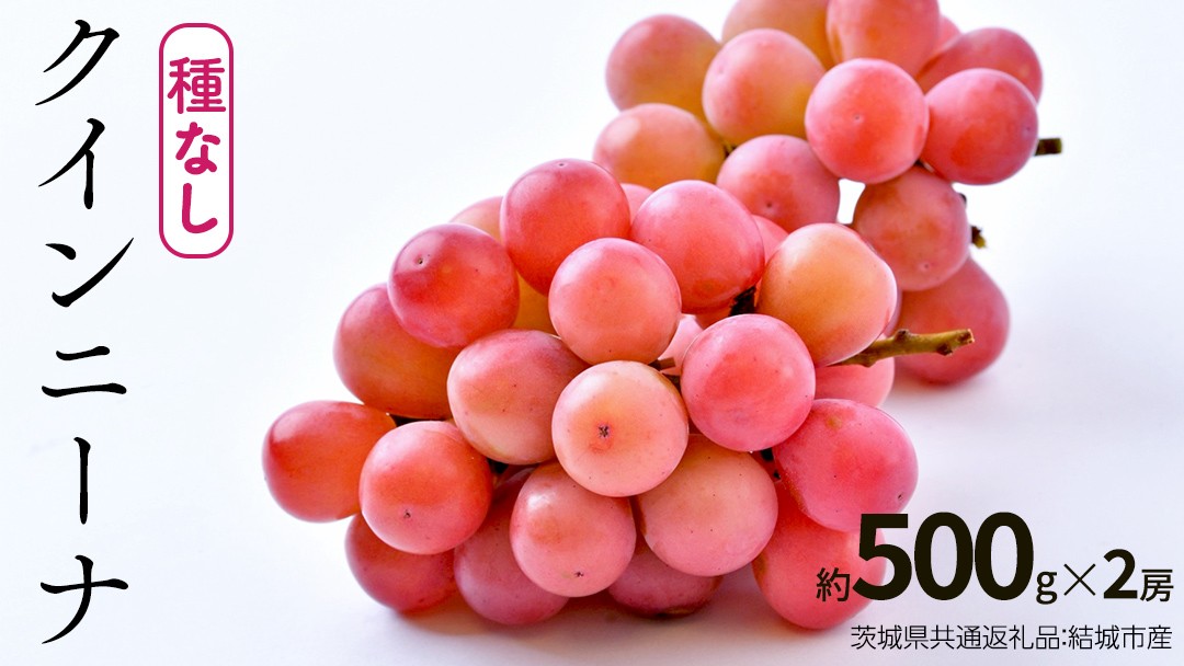 
                  クインニーナ 約500g×約2房【2026年8月より発送開始】（茨城県共通返礼品 [ぶどう]：結城市産） ぶどう ブドウ 葡萄 果物 フルーツ 茨城県産
                