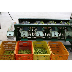 2024/6月より発送【梅干し・梅酒用】紀州和歌山の熟南高梅(3L-2kg)【配送不可地域：離島・北海道・沖縄県】【1294806】