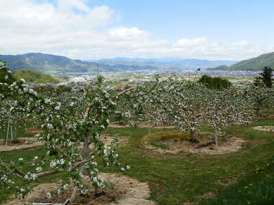 シナノスイート2kg｜ りんご りんご りんご りんご りんご