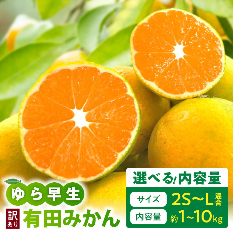 【ふるさと納税】【限定】 【2025年先行予約】 ご家庭用 訳あり ゆら早生 有田みかん 2S ～ L サイズ 混合 選べる 内容量 1kg ～ 10kg 人気品種 みかん 甘酸っぱい 初秋 路地みかん 早生 こだわり農法 フルーツ 果実 果物 デザート お取り寄せ 和歌山県 湯浅町 送料無料