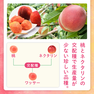 【2026年8月上旬より順次発送】【数量限定】希少品種！ワッサー 約２キロ（8-10個）【フルーツ 果物 桃 ネクタリン くだもの デザート おやつ 水戸市 茨城県】（MA-3）