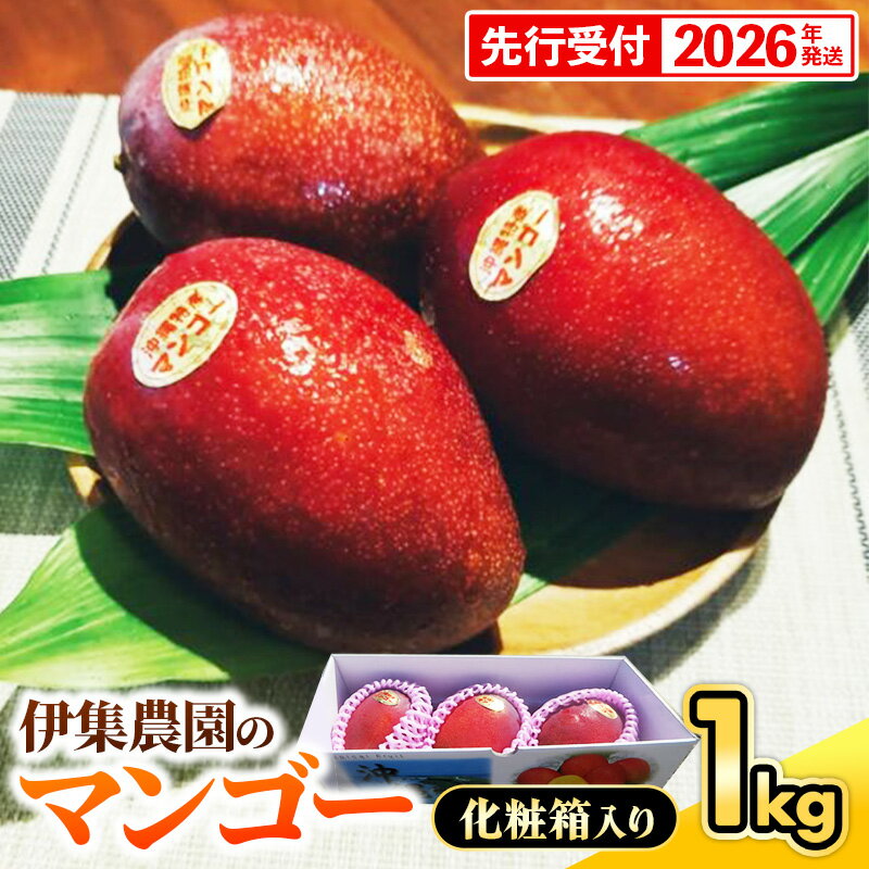 【ふるさと納税】【化粧箱入】【先行受付・2026年発送】伊集農園 沖縄県産マンゴー（贈答用）約1kg - 先行予約 沖縄 産地直送 南国フルーツ 旬の味覚 旬のフルーツ 沖縄県 八重瀬町