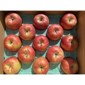 シャキッ!甘～い!シナノスイート 約5kg【1536024】