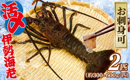 【9月以降順次発送】 伊勢海老 活〆冷凍伊勢海老 300?600g 2匹 約1kg お刺身 ｴﾋﾞ ｴﾋﾞ ｴﾋﾞ ｴﾋﾞ ｴﾋﾞ 海老 海老 海老 海老 海老