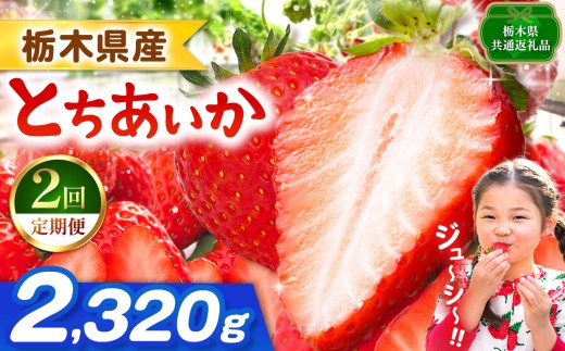 【栃木県共通返礼品】【先行予約】【定期2回】とちあいか 2320g | 果物 くだもの フルーツ 野菜 やさい ヤサイ 苺 イチゴ いちご とちあいか 新鮮 甘い 数量 限定 美味しい 果物 共通返礼品 フルーツ デザート 栃木県 那珂川町 送料無料