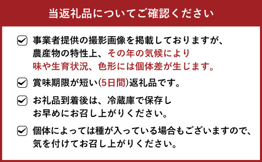 【7月上旬～順次発送】宇城市産 巨峰 種無し 約1.3kg（3～4房）のむちゃん農園 ぶどう