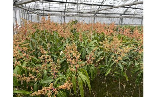 【先行受付】【2026年発送】屋宜原農園が丹精込めた「アップルマンゴー」秀約1.5kg - 先行予約 沖縄県産 産地直送 南国フルーツ 旬の味覚 季節の果物 贈り物 ギフト 沖縄県 八重瀬町