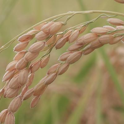 ふるさと納税 南魚沼市 令和6年産　南魚沼産 笠原農園米 コシヒカリ無洗米 精米5kg |  | 02