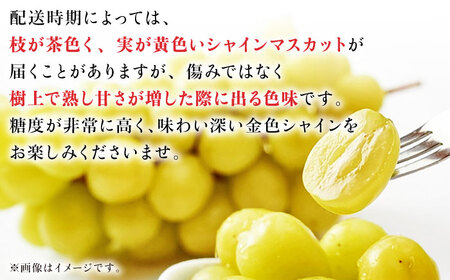 【先行予約】シャインマスカット 約2kg （3から5房） ぶどう 種なし【合同会社 福福堂】[ZCN008]