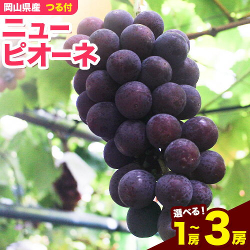 【ふるさと納税】岡山県産ニューピオーネ つる付き 選べる 1房（680g以上） 2房（580g以上） 3房（580g以上） 令和8年産先行受付 《2026年9月中旬-10月下旬頃出荷》 【配送不可地域あり】