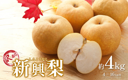 【2026・先行予約】訳あり新興梨（しんこうなし）4kg｜鳥取 果物 くだもの フルーツ なし 梨 和梨 旬 数量限定 2026年収穫後【41043】