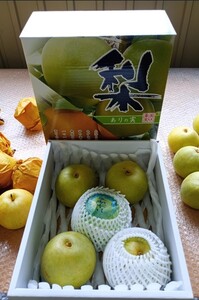 【2026年 先行予約】二十世紀梨 大玉5玉入り※常温発送｜鳥取 井上農園 梨 なし ナシ 青梨 果物 フルーツ 4L～5L【41085】