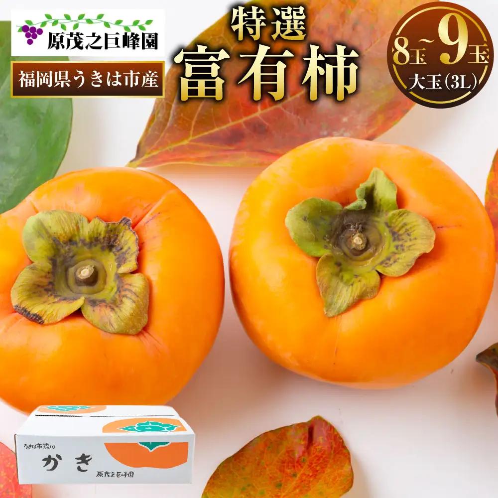 【先行予約】原茂之巨峰園 特撰 富有柿 大玉(3L) 8玉から9玉 2025年11月中旬から11月下旬 出荷予定