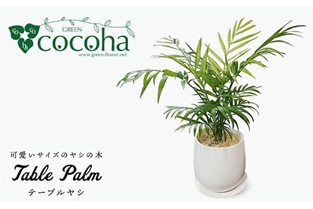 テーブル ヤシ 糸島市 / cocoha [AWB009] 観葉植物 観葉植物 観葉植物 観葉植物 観葉植物 観葉植物 観葉植物 