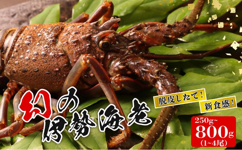
                  【2026年先行予約】 幻の伊勢海老（から脱ぎたて柔らか幻身） 選べる 250g 500g 800g 伊勢エビ 海老 冷凍 【 日付指定 必須 】 脱皮伊勢海老 活き 締め 〆 伊勢えび 九十九里 エビ 特選 刺身 生食用 海鮮 新鮮 高級 人気 国産 天然 安全 直送 お祝い ギフト おすすめ 送料無料 千葉県 旭市 株式会社 幻屋 mby
                