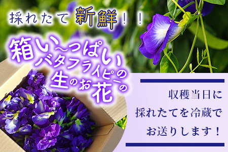 【先行受付】希少！採れたて新鮮！八重咲バタフライピーの生花（食用花、生ハーブ）特別栽培、栽培期間中農薬不使用 ３月～順次発送 OI-8