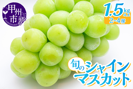 産地直送 山梨自然の恵み！旬のシャインマスカット 2～4房 1.5kg以上【2025年発送】（LKS）B14-850  【 シャインマスカット 葡萄 ぶどう ブドウ 令和7年発送 期間限定 山梨県産 甲州市 フルーツ 果物】