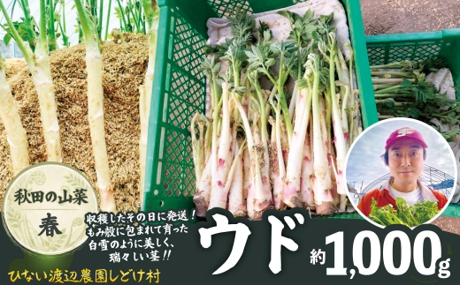 ウド 約1000g 北国の春の香りをお届けします 60P3228 / 東北 秋田 大館 山菜 山 自然 春の山菜 おひたし 酢味噌和え ウド北国の春の香り 天ぷら うどん どうぜん ほんうど やまくじら ヤマウド